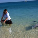 Dolphins Monkey Mia
