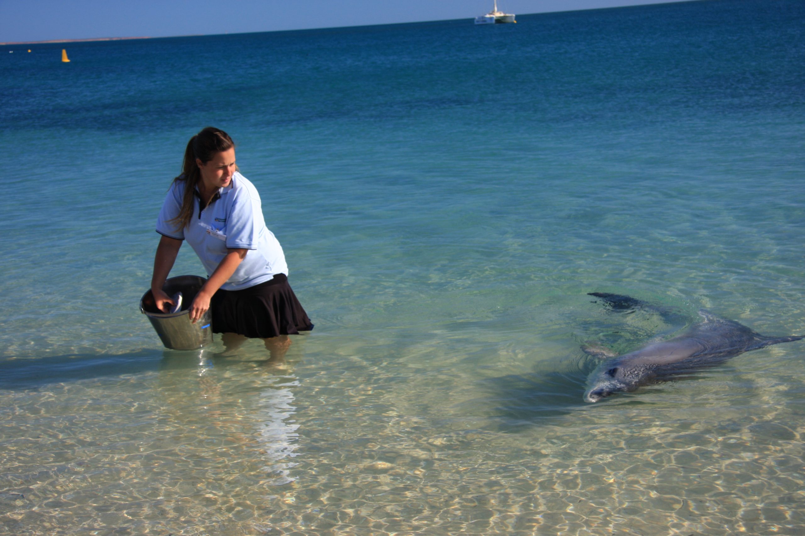 Dolphins Monkey Mia